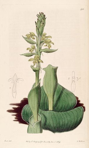 Satyrium bicorne